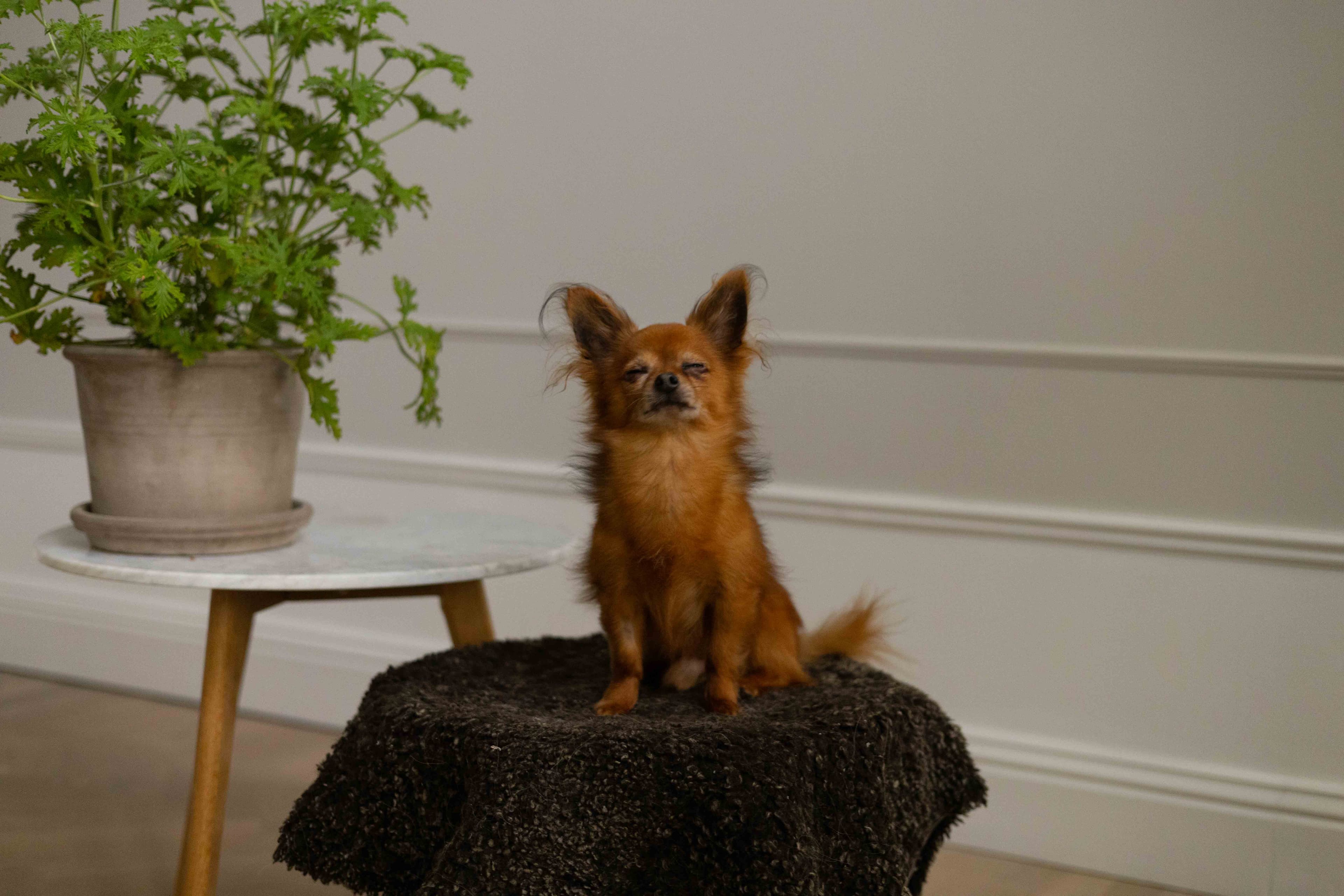 A chihuahua schnauzer sitting majestically on a stool.